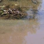 Ferronikeli vret lumin Drenica