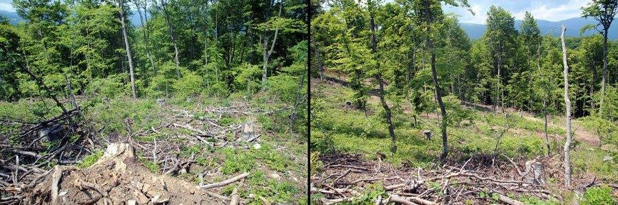 Në këtë mal që gjendet në zonën Pleshina 1 në Komunën e Ferizajt janë prerë ilegalisht 330 metër kub dru. Ndaj rojës së pyllit është bërë kallëzim penal, por Prokuroria ka hedhur poshtë atë