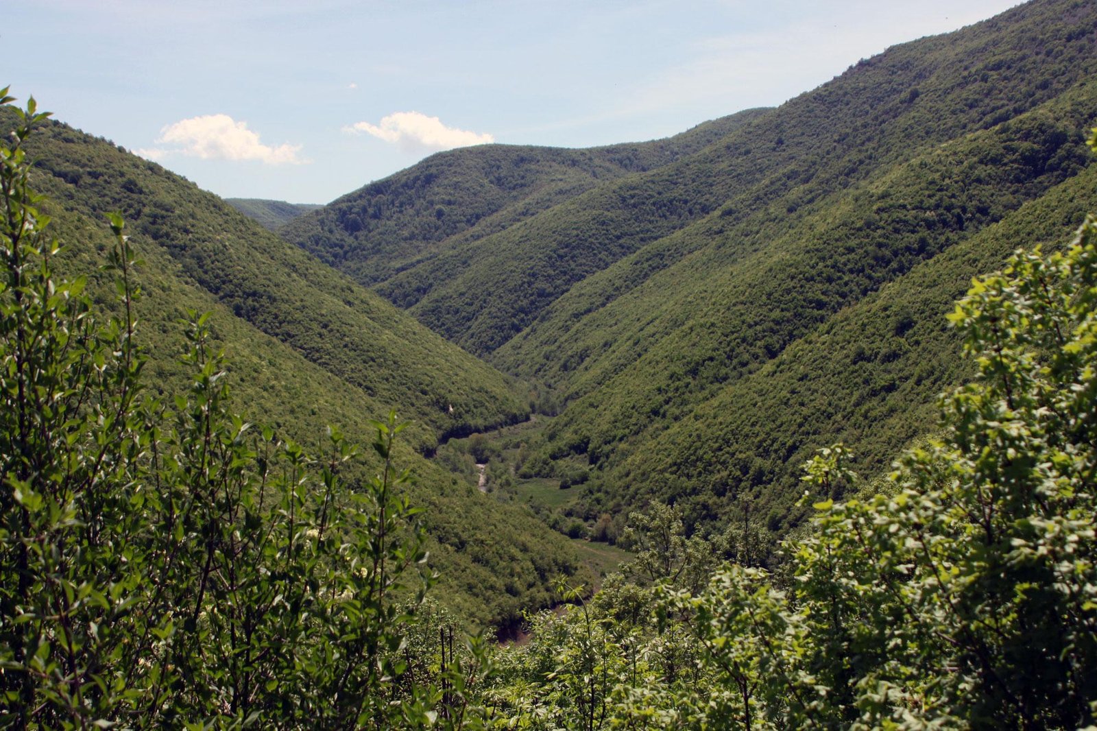 Monitorimi i lëndëve për vjedhje pylli në Gjykatat Themelore të Kosovës